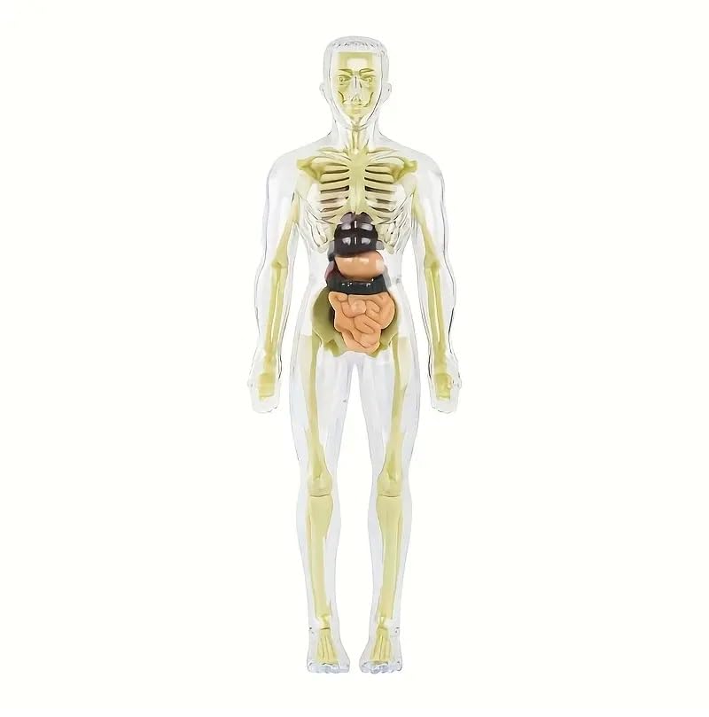 RPH 30pcs Human Anatomy Model Set - Removable Skeleton And Full Torso-Educational STEM Kit for Teens - Medical Teaching Skeleton Model Kit with Removable Organs, Anatomy Human Structure Learning TooL