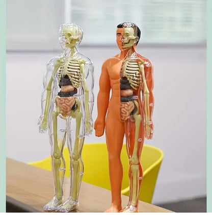 RPH 30pcs Human Anatomy Model Set - Removable Skeleton And Full Torso-Educational STEM Kit for Teens - Medical Teaching Skeleton Model Kit with Removable Organs, Anatomy Human Structure Learning TooL