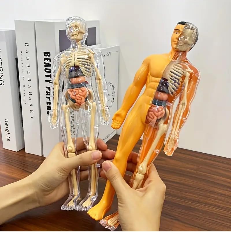 RPH 30pcs Human Anatomy Model Set - Removable Skeleton And Full Torso-Educational STEM Kit for Teens - Medical Teaching Skeleton Model Kit with Removable Organs, Anatomy Human Structure Learning TooL