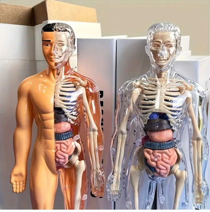 RPH 30pcs Human Anatomy Model Set - Removable Skeleton And Full Torso-Educational STEM Kit for Teens - Medical Teaching Skeleton Model Kit with Removable Organs, Anatomy Human Structure Learning TooL