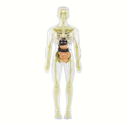 RPH 30pcs Human Anatomy Model Set - Removable Skeleton And Full Torso-Educational STEM Kit for Teens - Medical Teaching Skeleton Model Kit with Removable Organs, Anatomy Human Structure Learning TooL