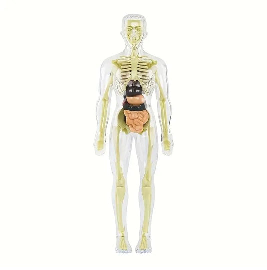 RPH 30pcs Human Anatomy Model Set - Removable Skeleton And Full Torso-Educational STEM Kit for Teens - Medical Teaching Skeleton Model Kit with Removable Organs, Anatomy Human Structure Learning TooL
